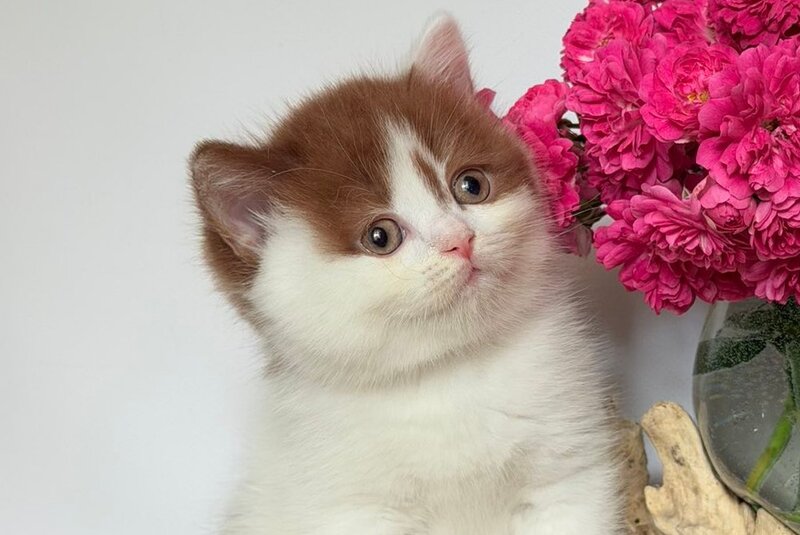 Ferris British Shorthair male, cinnamon harlequin