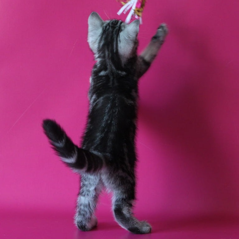 Solomiya Scottish Straight female, black silver tabby