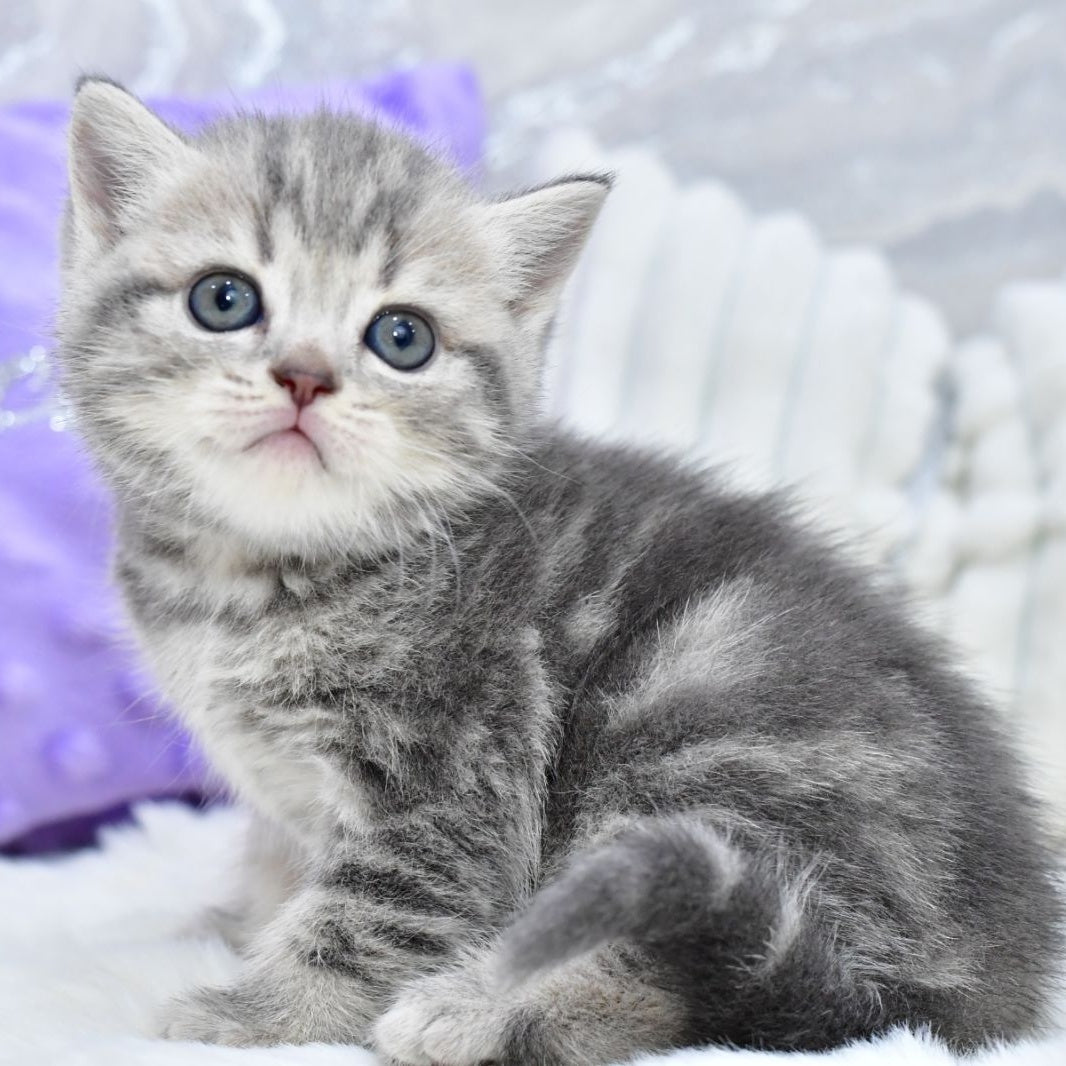 Luna Scottish Straight female, blue tabby