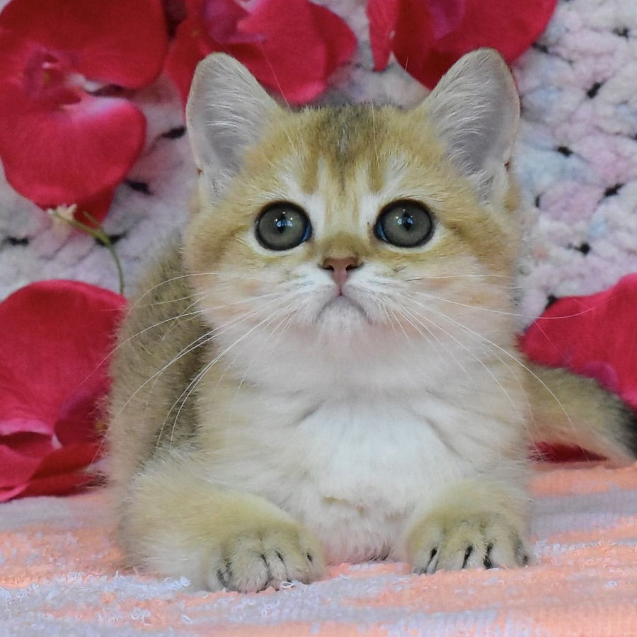 Holly British Shorthair female, black golden shaded