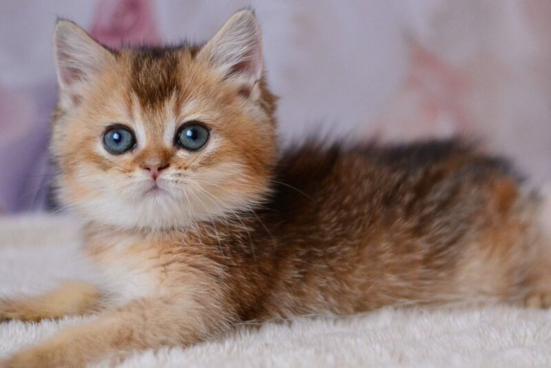 Fifa British Shorthair female, black golden ticked tabby