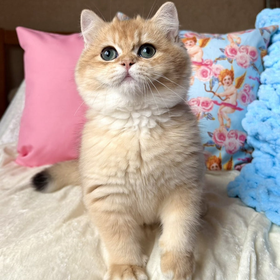 Simba British Shorthair male, black golden chinchilla