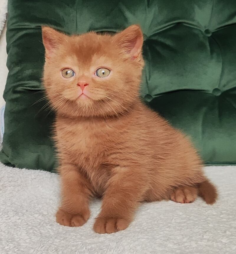 Unus British Shorthair male, cinnamon
