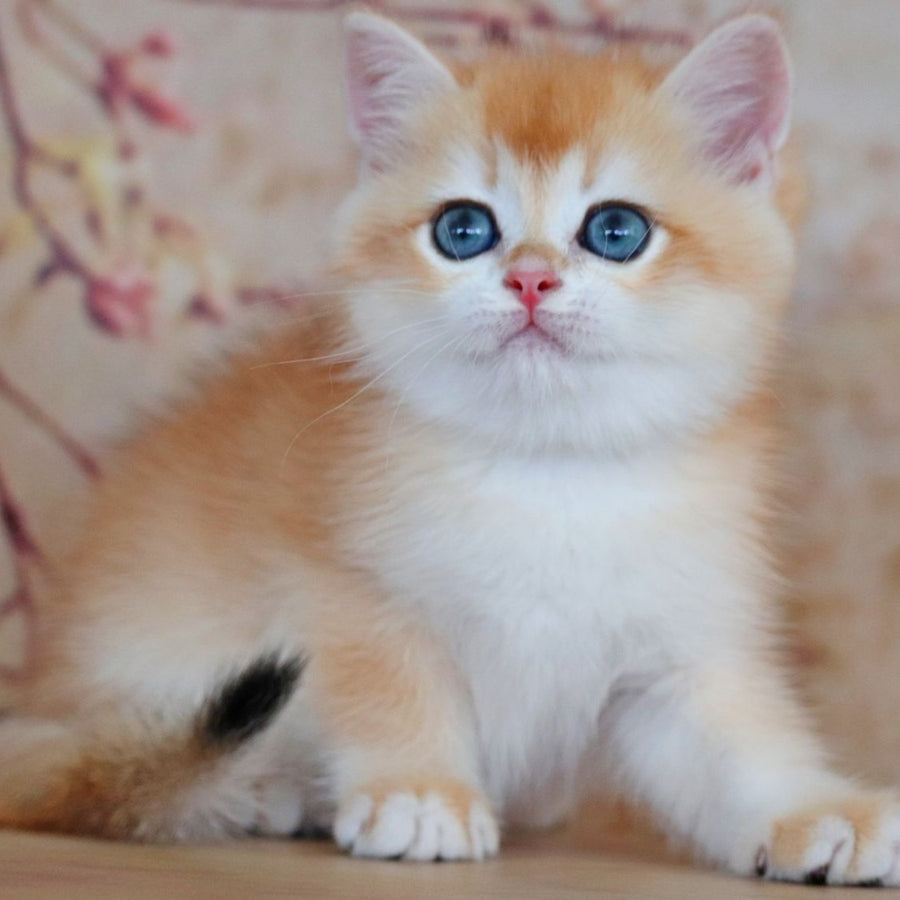 Yvonne British Shorthair female, black golden shaded