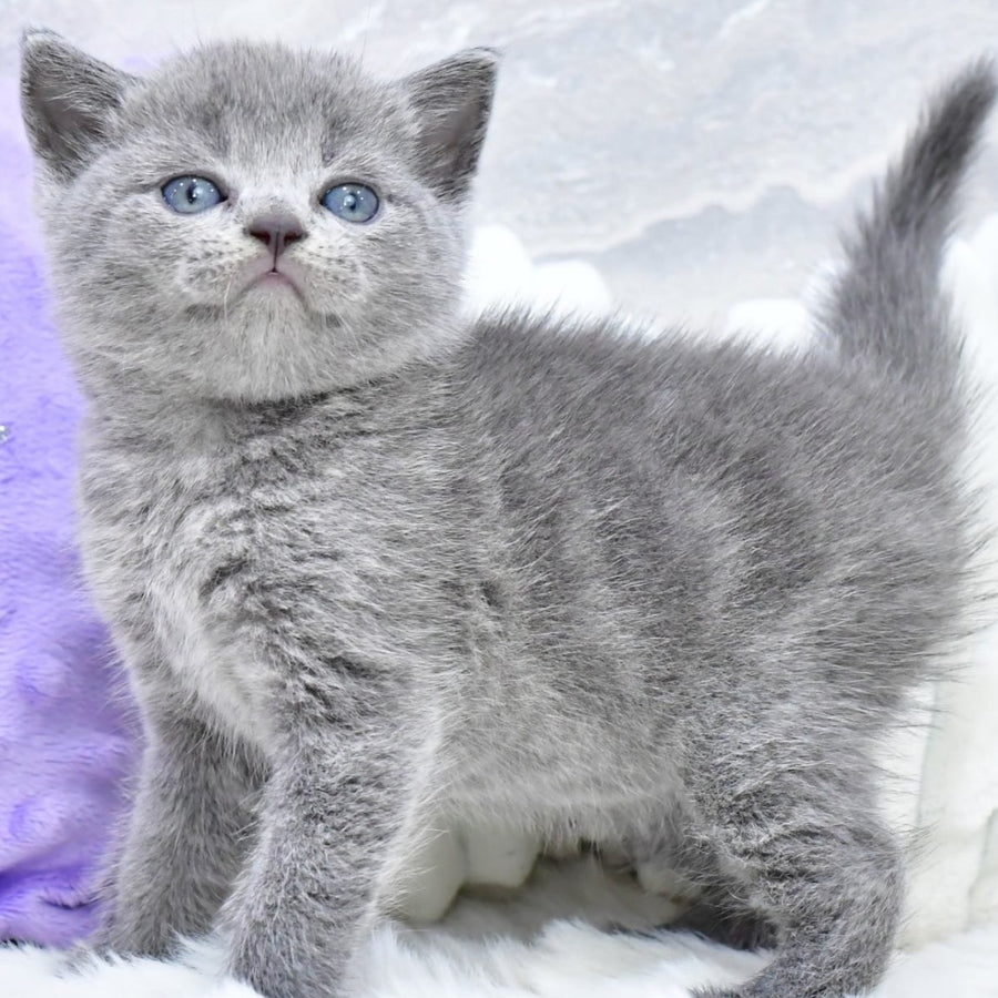 Leo Scottish Straight male, blue