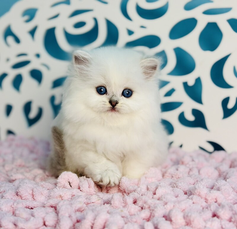 Aurora Scottish Straight female, black silver shaded pointed