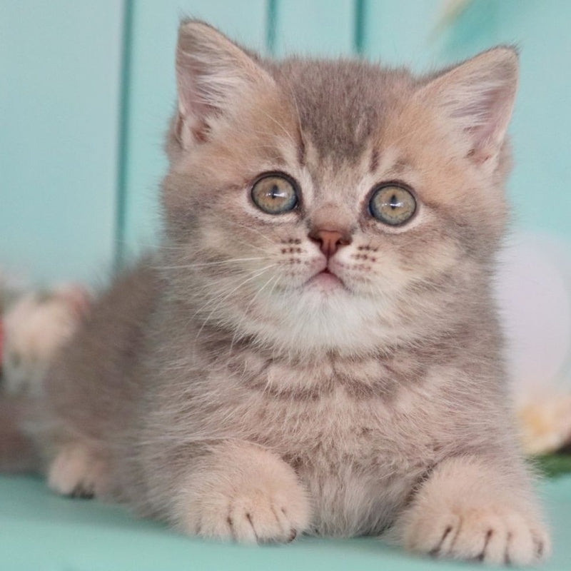 Xavian British Shorthair male, blue golden ticked tabby