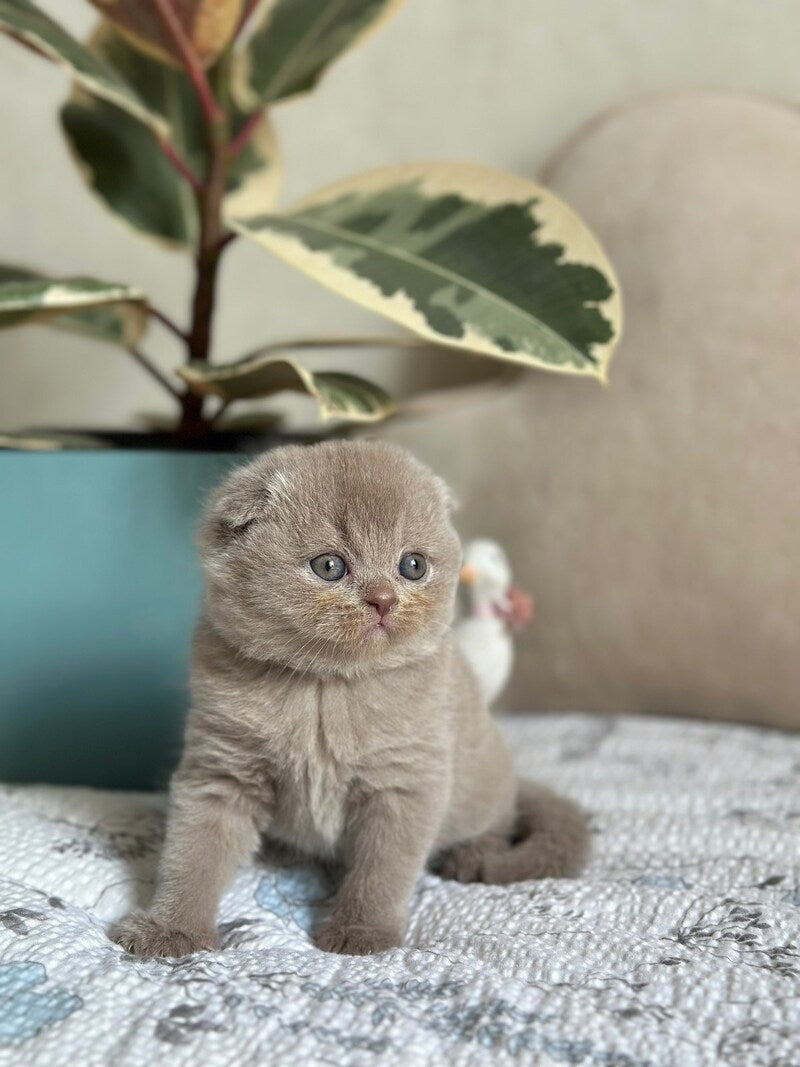 Nala Scottish Fold female, lilac