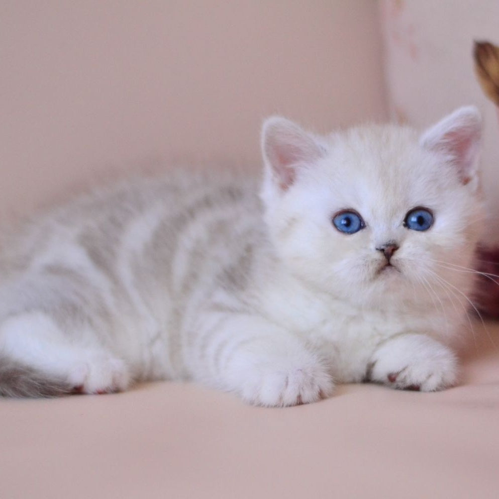 Karat British Shorthair male, blue silver tabby bicolour