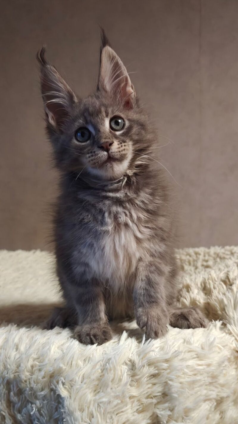 Skywalker Maine Coon male blue silver tabby - live animals