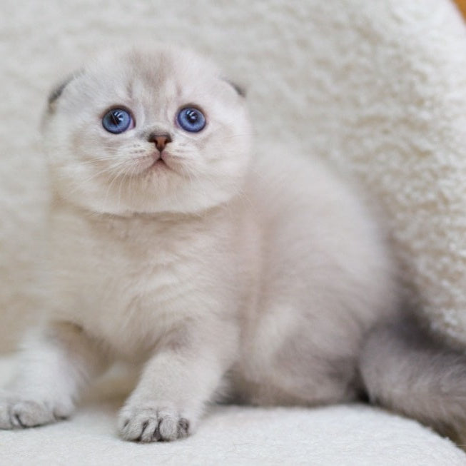 Bond Scottish Fold male, blue ticked tabby pointed
