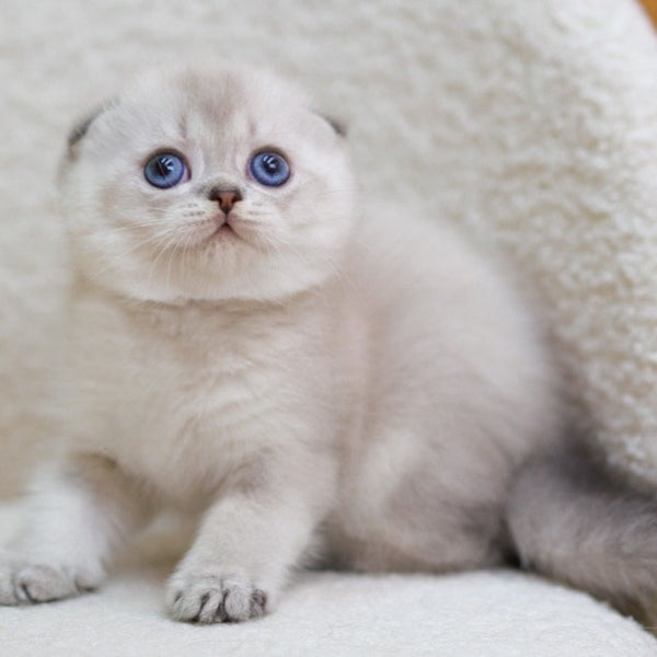 Bond Scottish Fold male, blue ticked tabby pointed