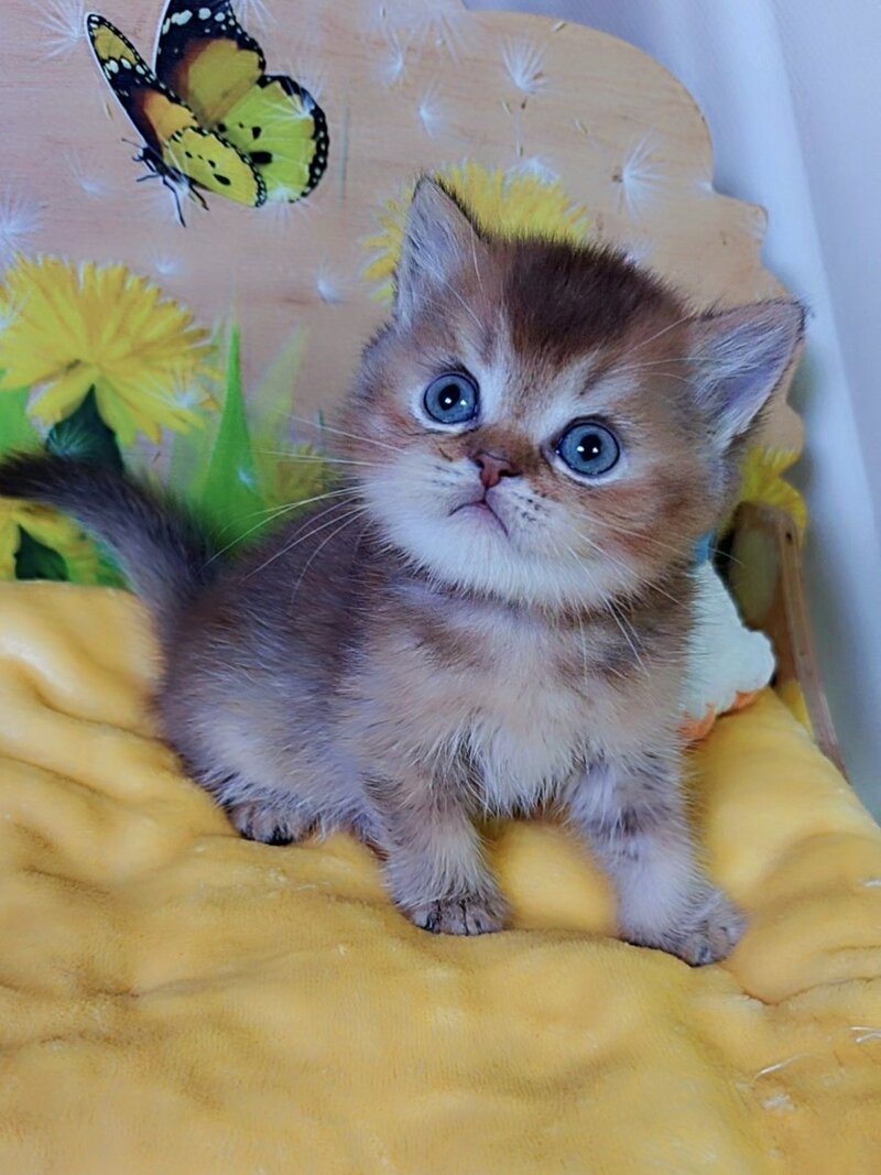 Orion Scottish Straight male, chocolate golden ticked tabby