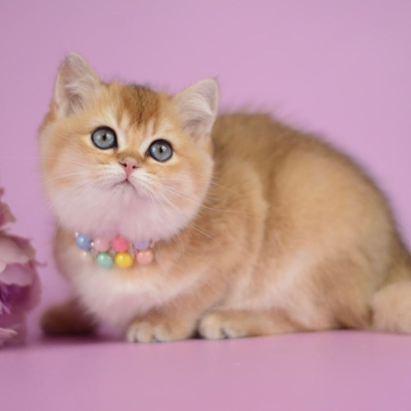 Vesta British Shorthair female black golden shaded - live animals