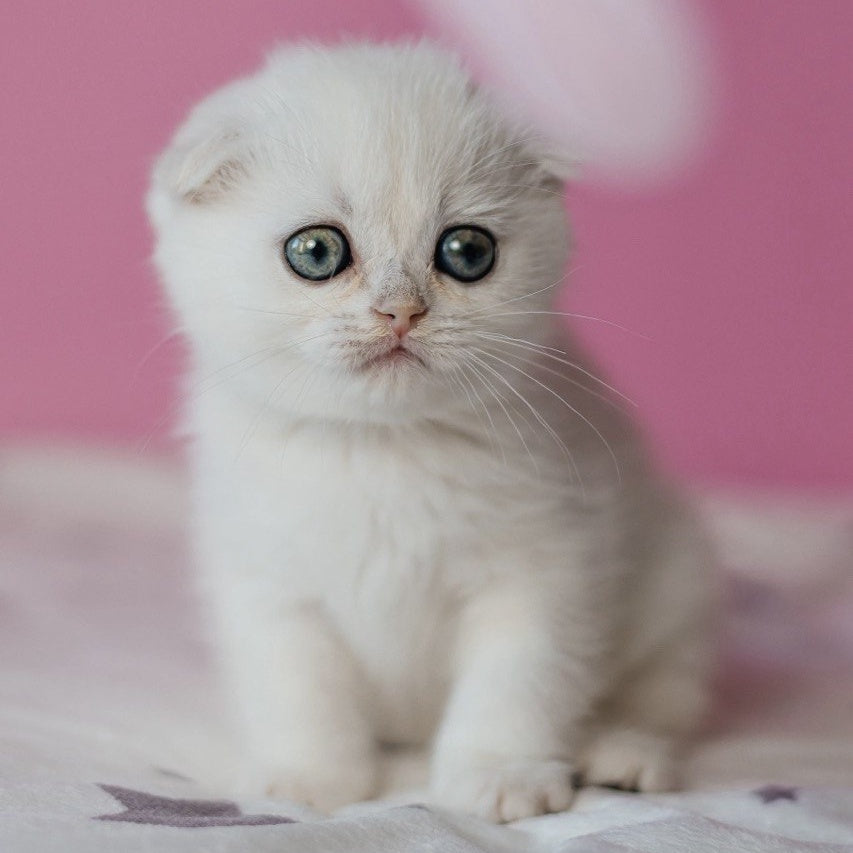 Infinite Scottish Fold female, black silver chinchilla