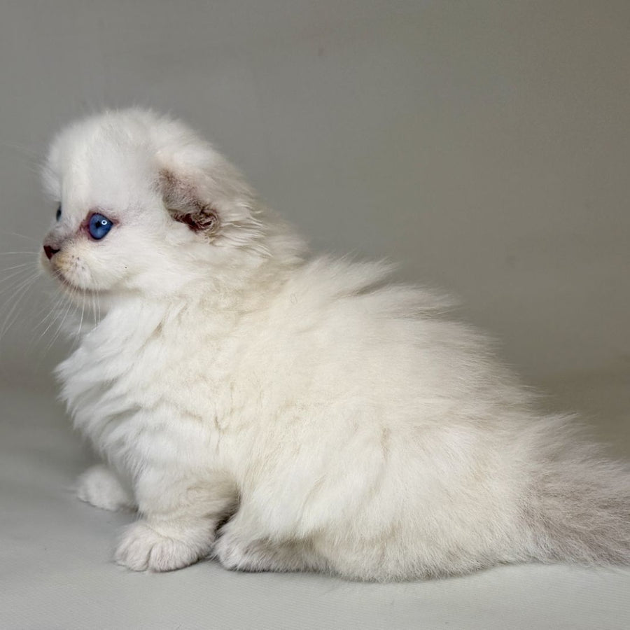 Stormy Munchkin female, blue shaded pointed