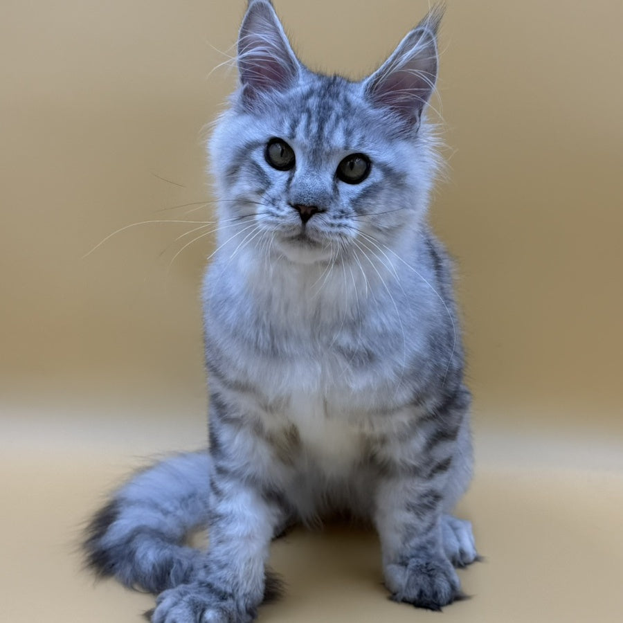 Marcel Maine Coon male, black silver spotted tabby