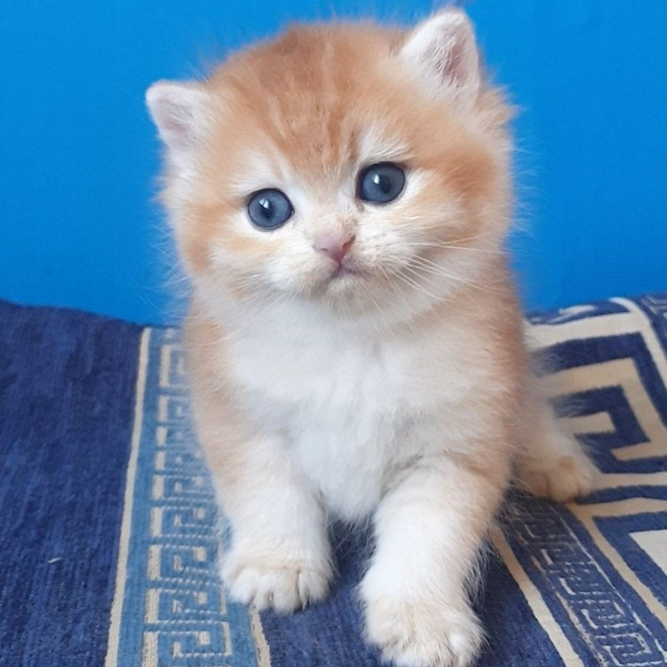 Teya British Shorthair female, chocolate golden chinchilla