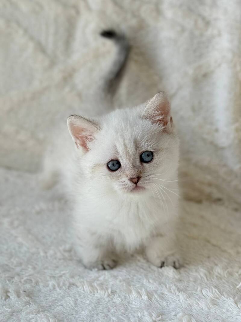 Zoi Munchkin female, black golden shaded pointed