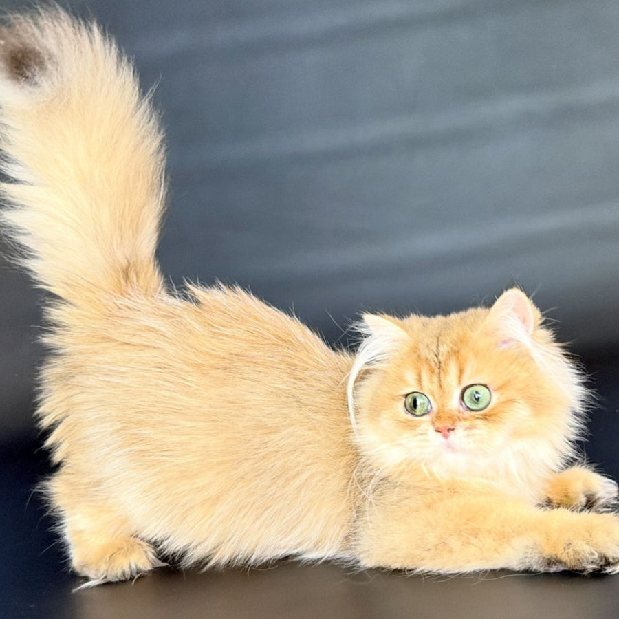 Varo British Longhair female, black golden shaded
