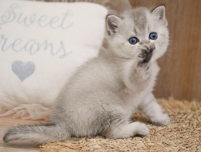 Romeo Scottish Straight male, black shaded pointed