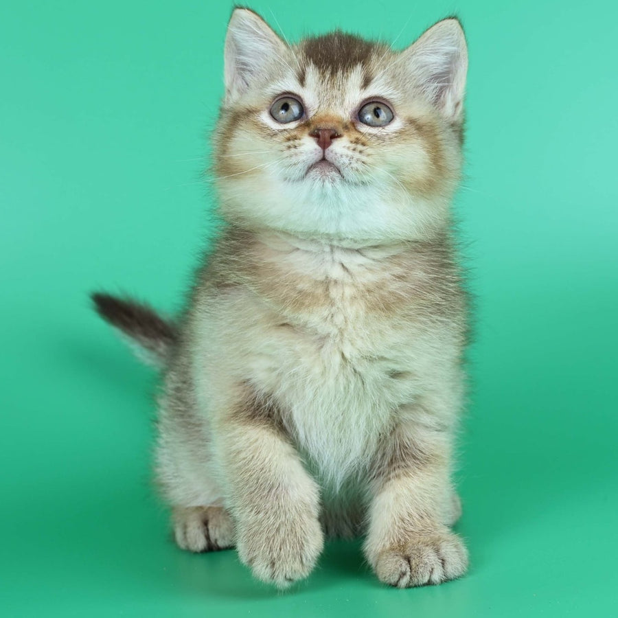 Jina British Shorthair female, chocolate ticked tabby