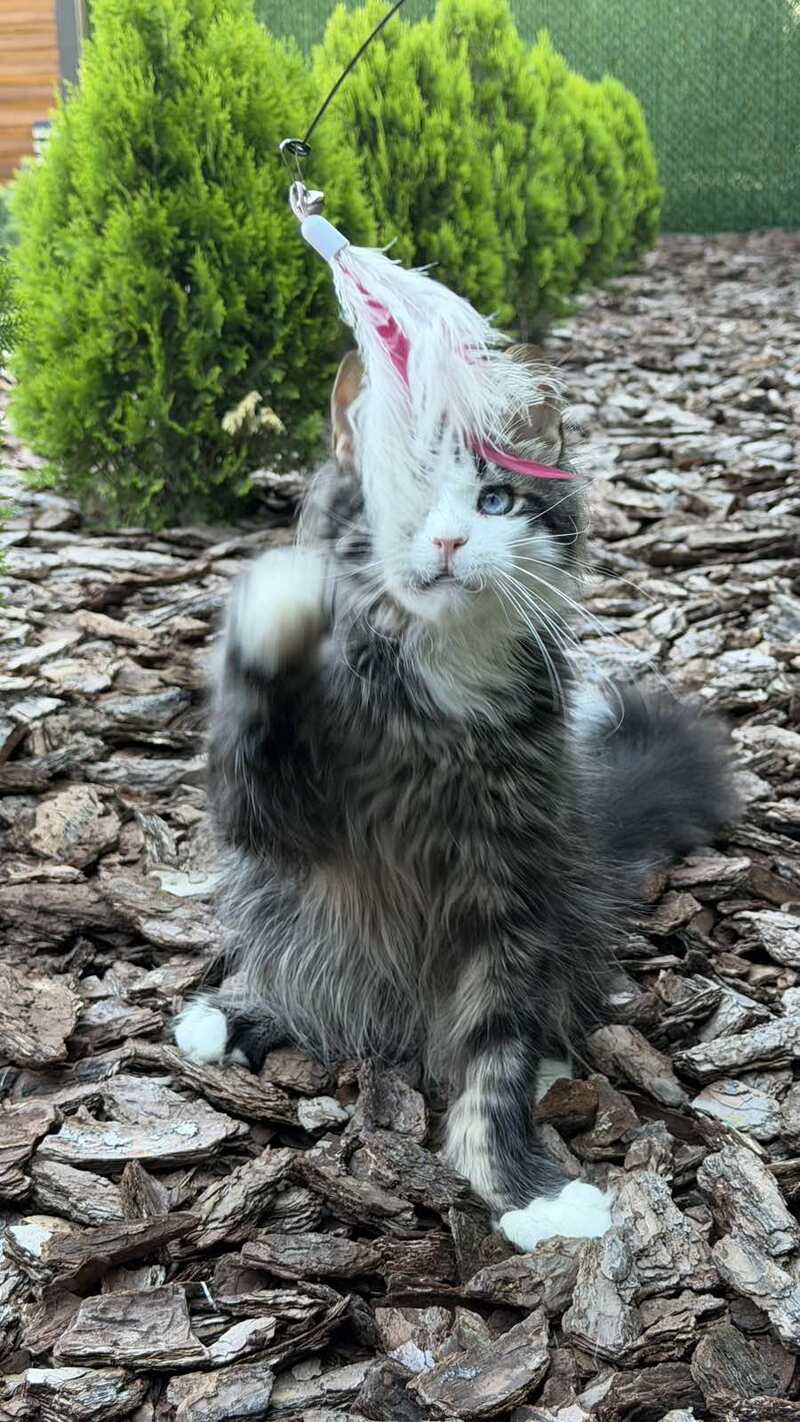 Dior Maine Coon male, black tabby with white