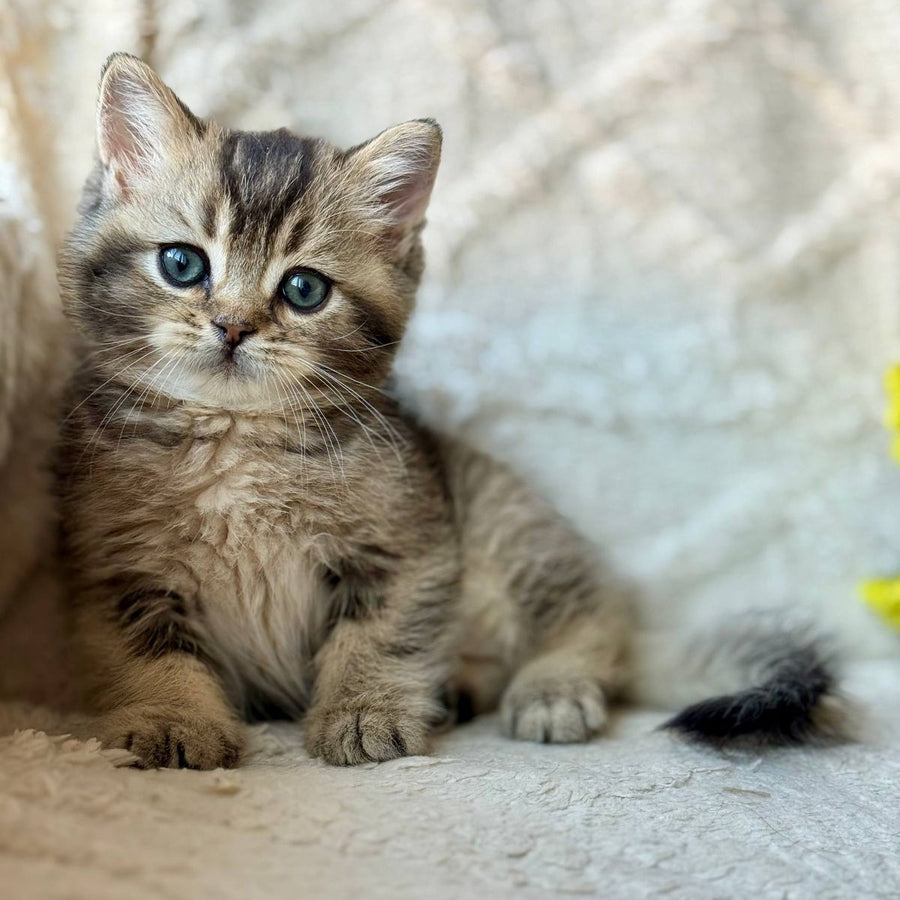 Wally British Shorthair male, black ticked tabby