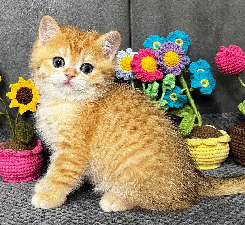 Jerry Scottish Straight male black golden spotted tabby live animals