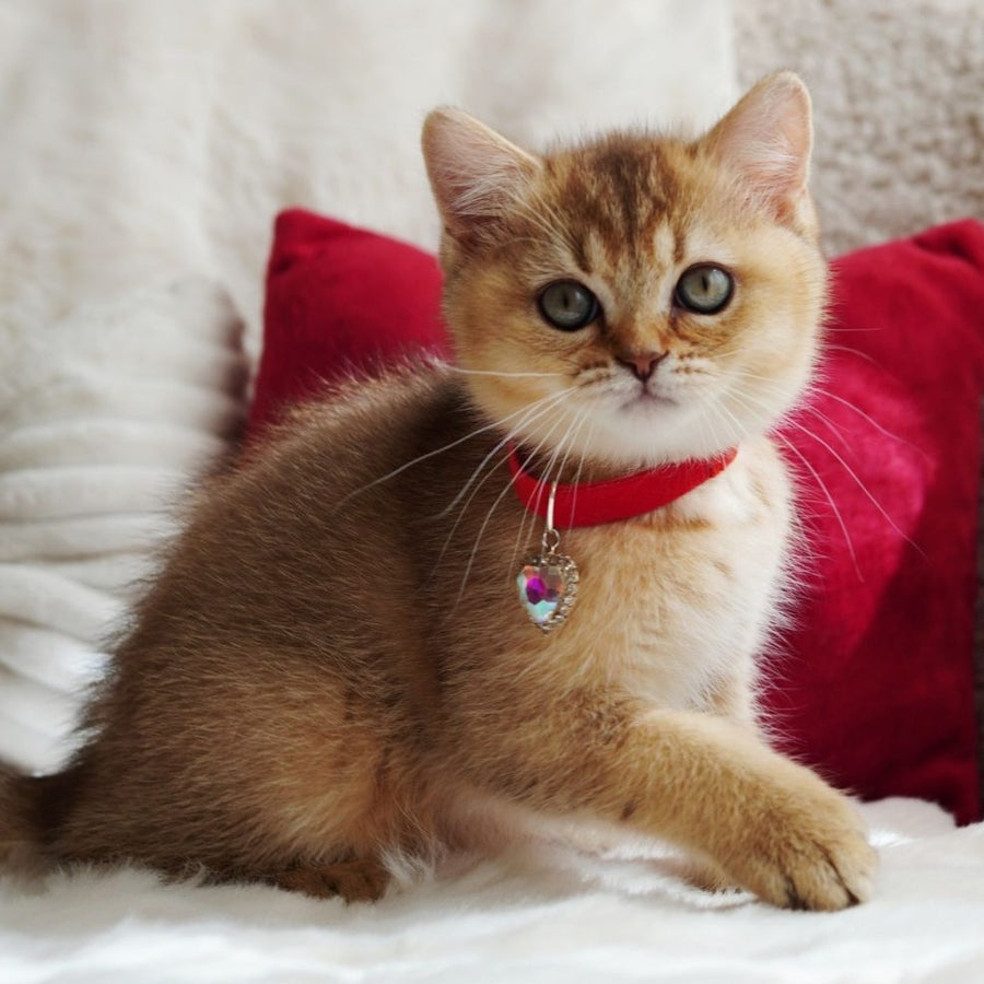 Valentine British Shorthair male, chocolate golden ticked tabby