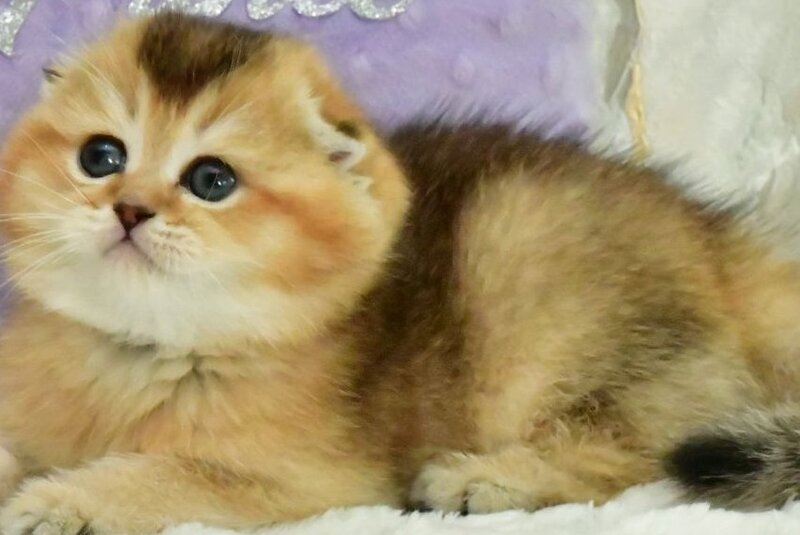 Joseph Scottish Fold male, black golden ticked tabby