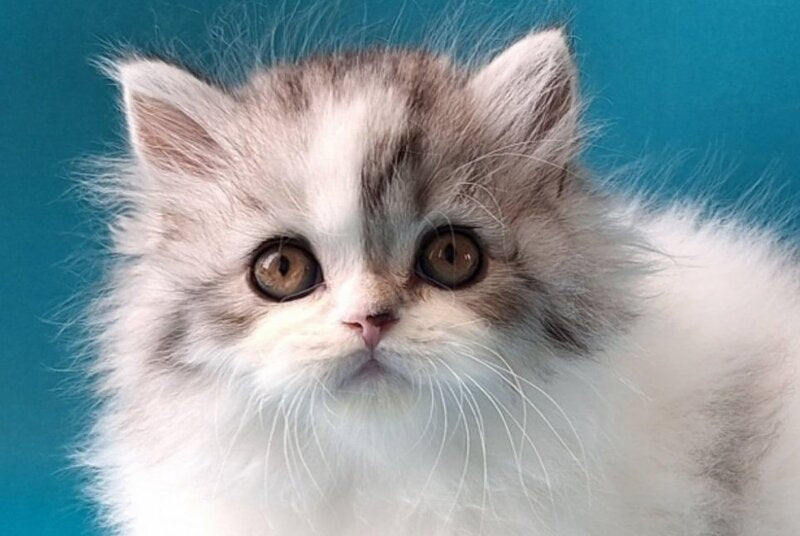 Xeno Scottish Straight male, black silver tabby harlequin