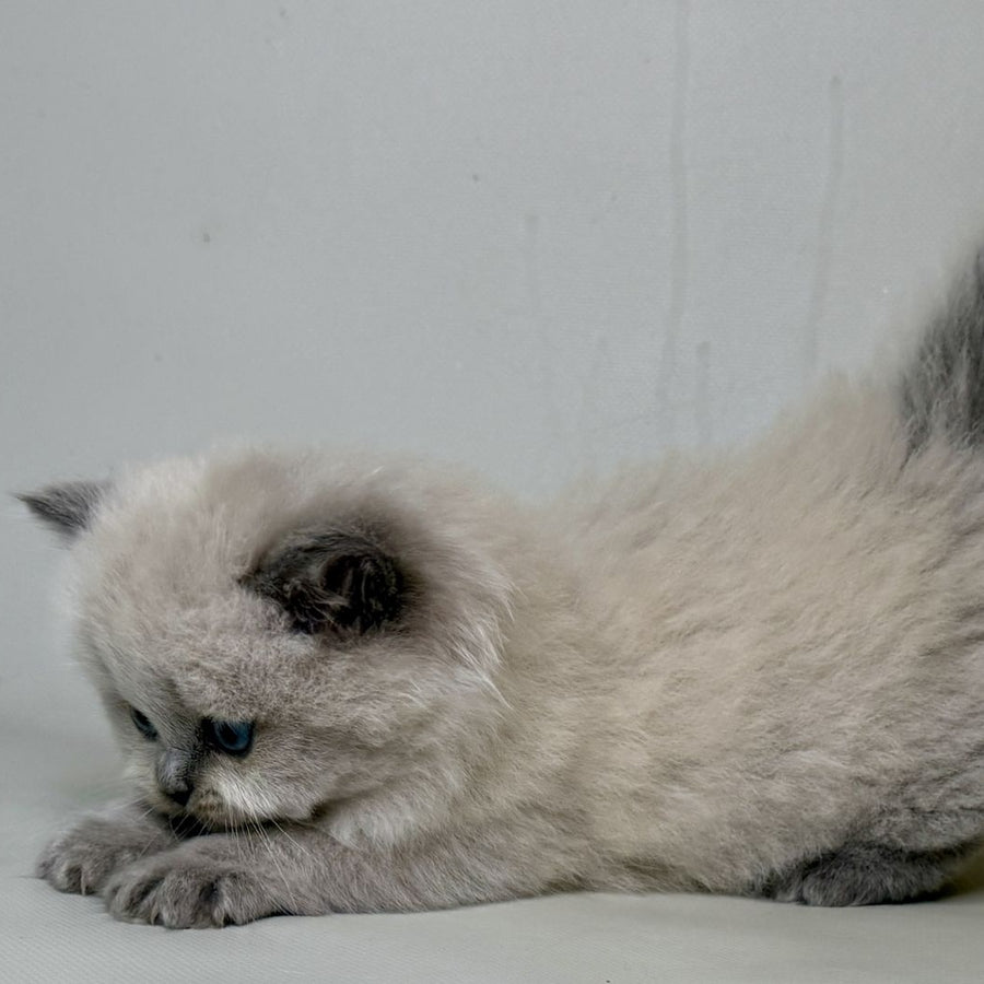 Savage Munchkin female, lilac shaded pointed