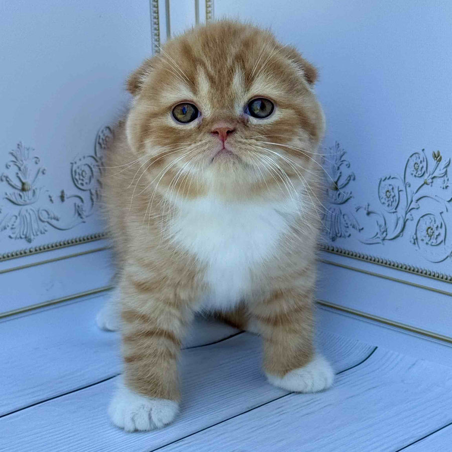 Van Gogh Scottish Fold male, red bicolour