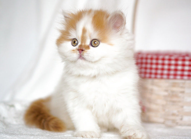 Pepper Scottish Straight male, red tabby harlequin