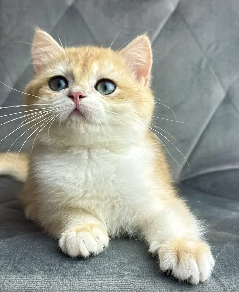 Ike British Shorthair male black golden chinchilla - live animals