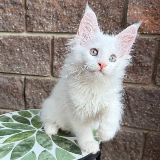 Zoe Maine Coon female, white