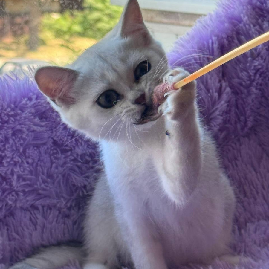 Sandra British Shorthair female, black silver shaded