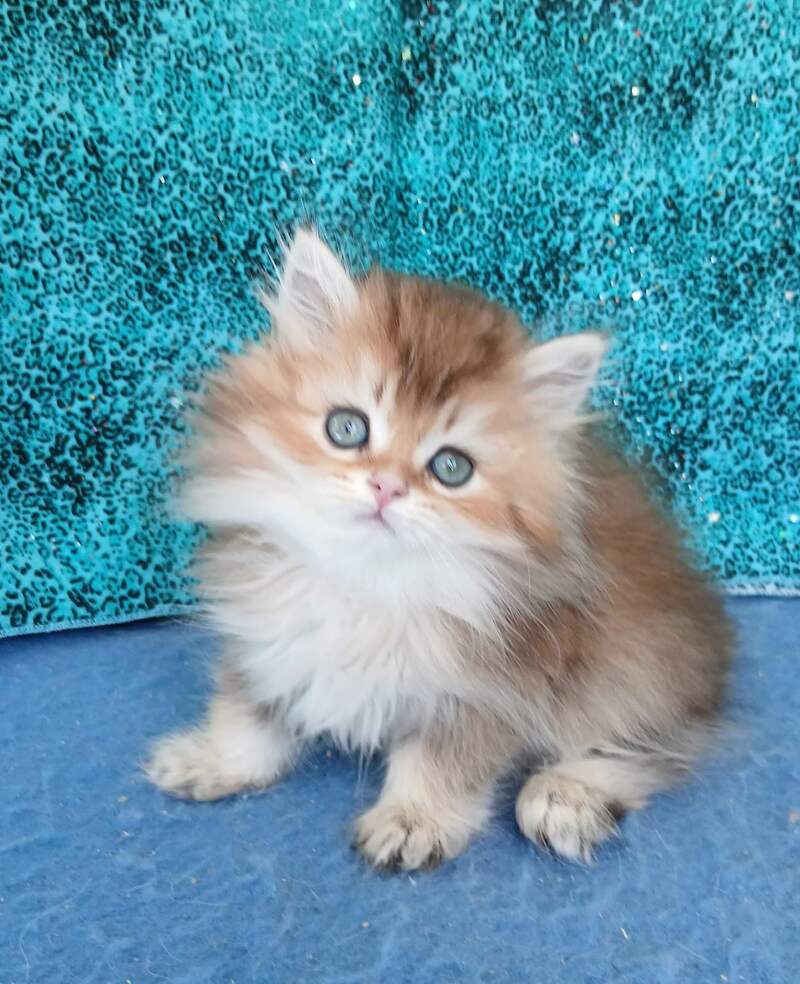 Vitas British Longhair female, black golden ticked tabby
