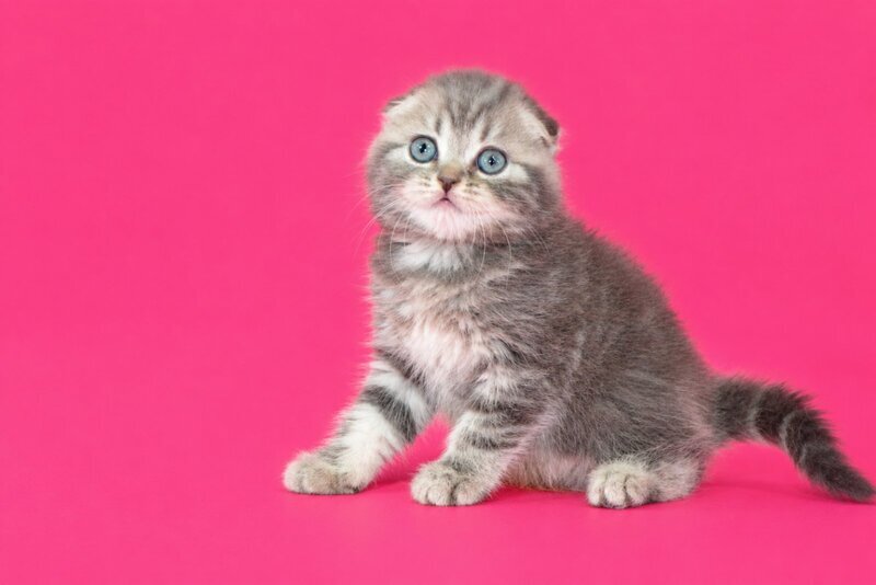 Teya Scottish Fold female, blue spotted tabby