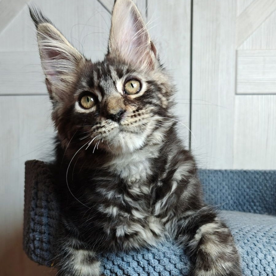 Zorro Maine Coon polydactyl 6x6x6x6 male, black silver tabby
