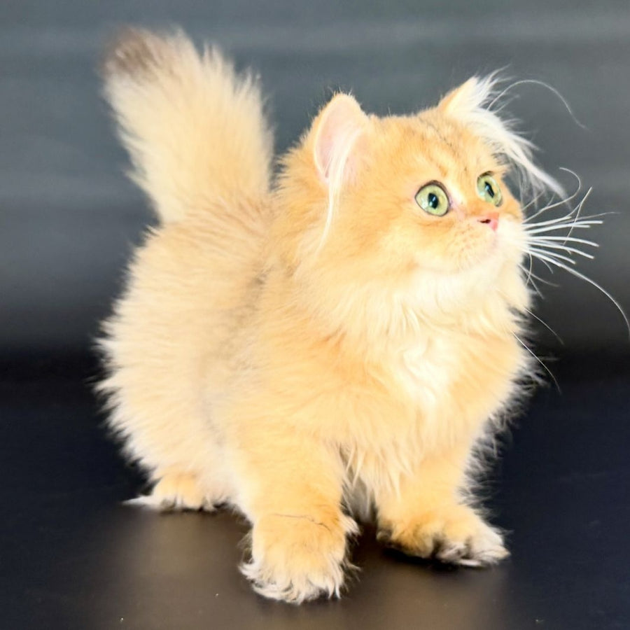 Varo British Longhair female, black golden shaded