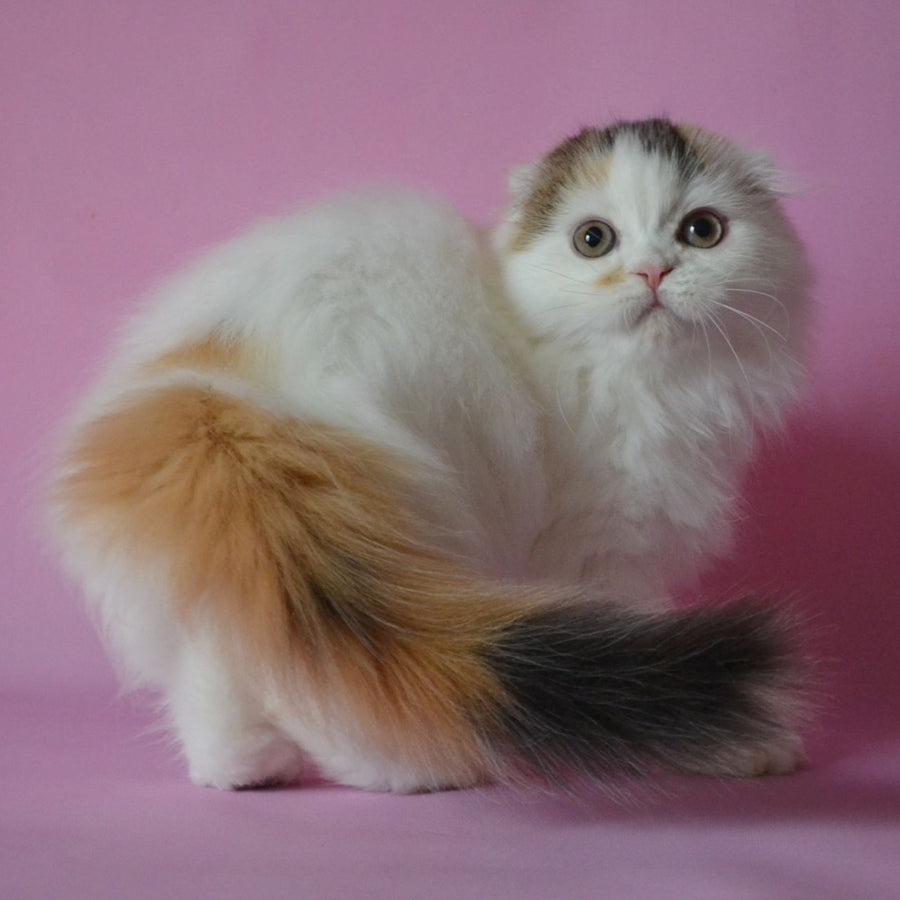 Sofa Scottish Fold female, black tortie van