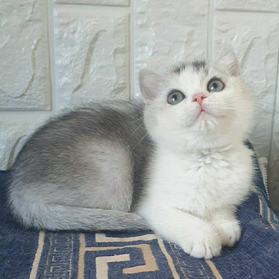 Poll British Shorthair male, black silver ticked tabby bicolour