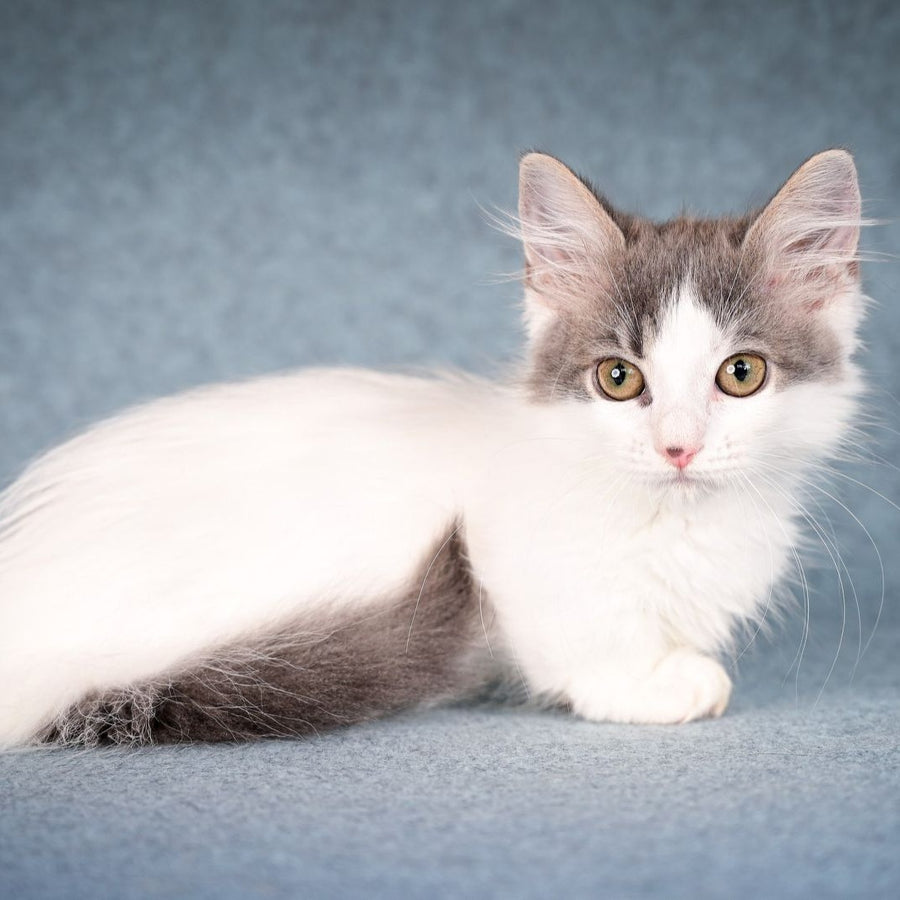 Diana Munchkin female, blue tabby harlequin