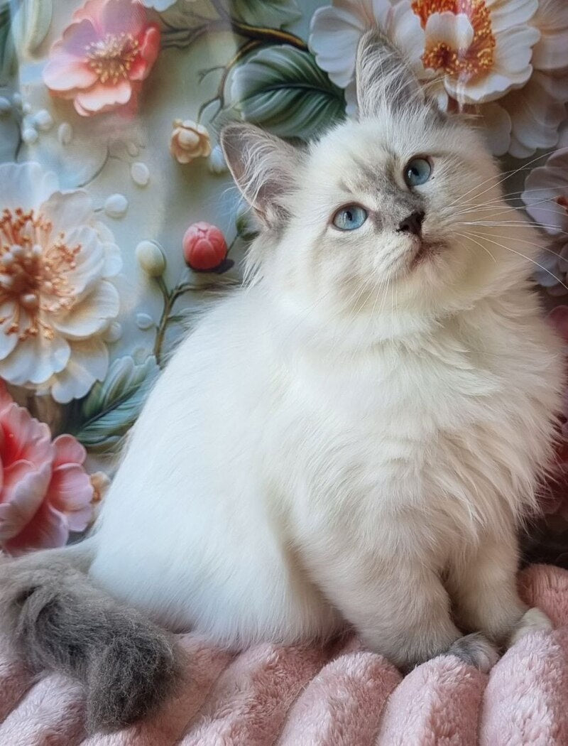 Pearl Siberian female, blue tabby pointed with white