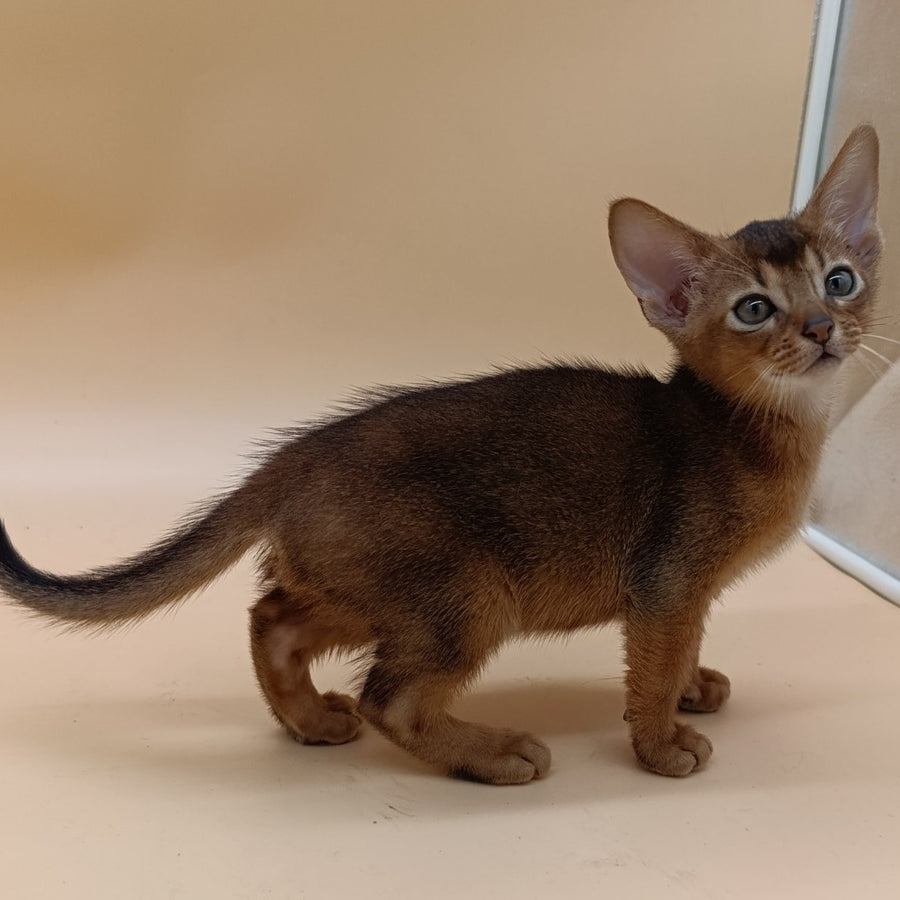 Mikkel Abyssinian male, ruddy