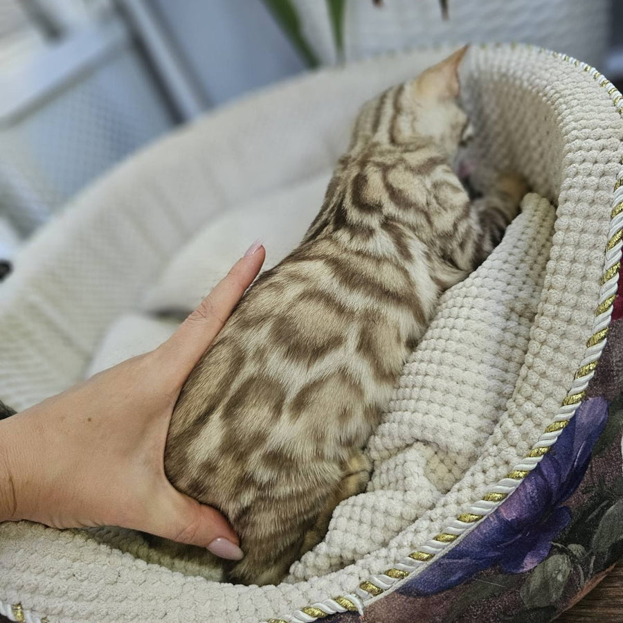 Uranus Bengal male, black spotted tabby pointed
