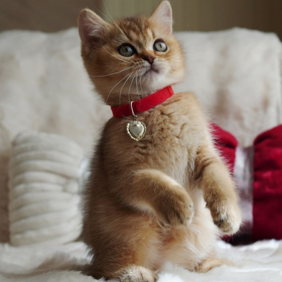 Valentine British Shorthair male, chocolate golden ticked tabby