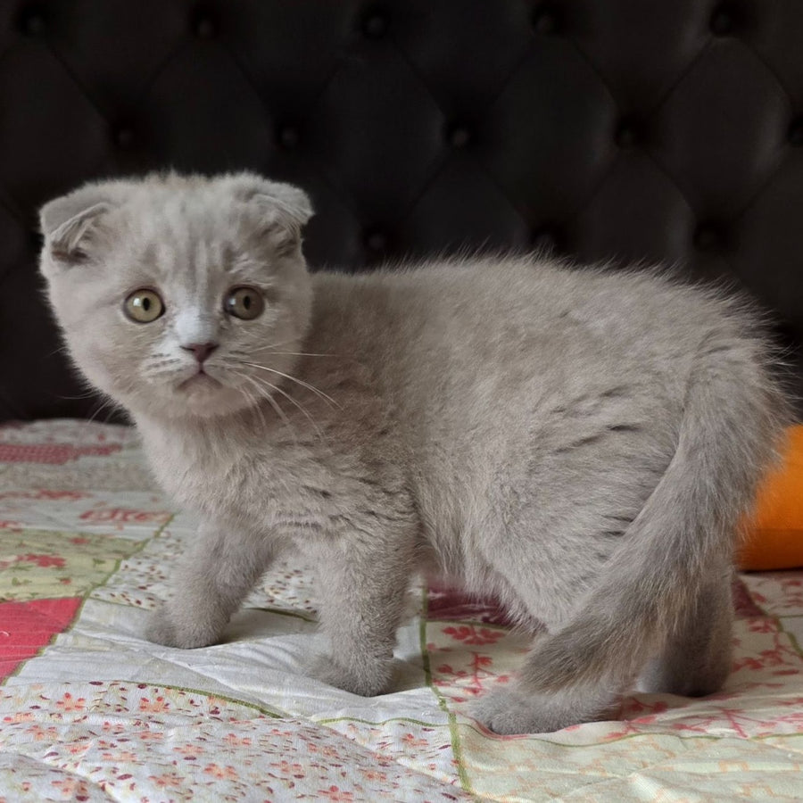 Codi Scottish Fold male, lilac
